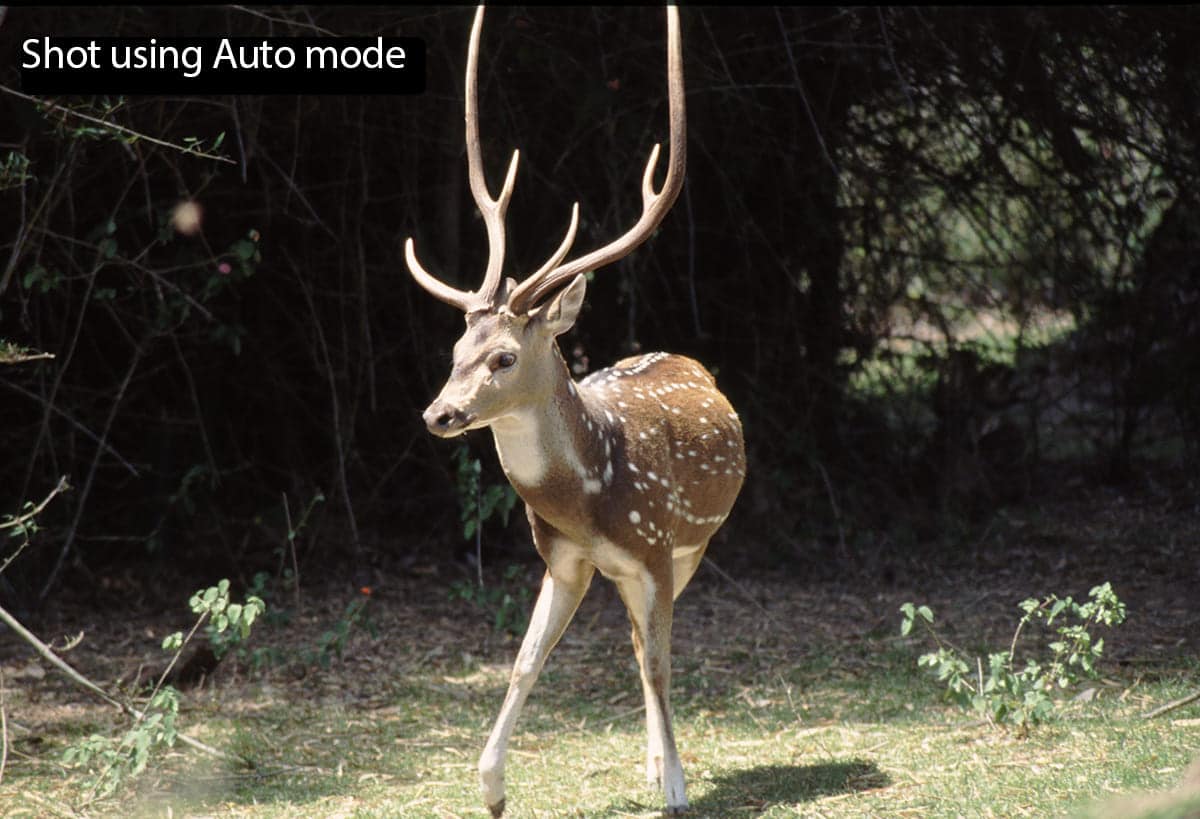 Deer-bandipur