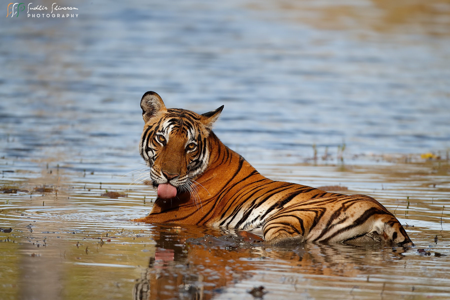 Kabini Cats - Sudhir Shivaram Photography