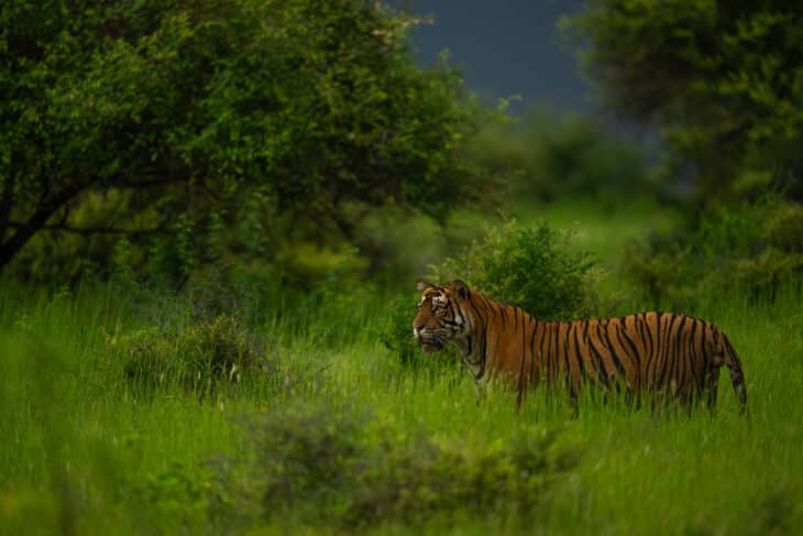 Ranthambhore Royals