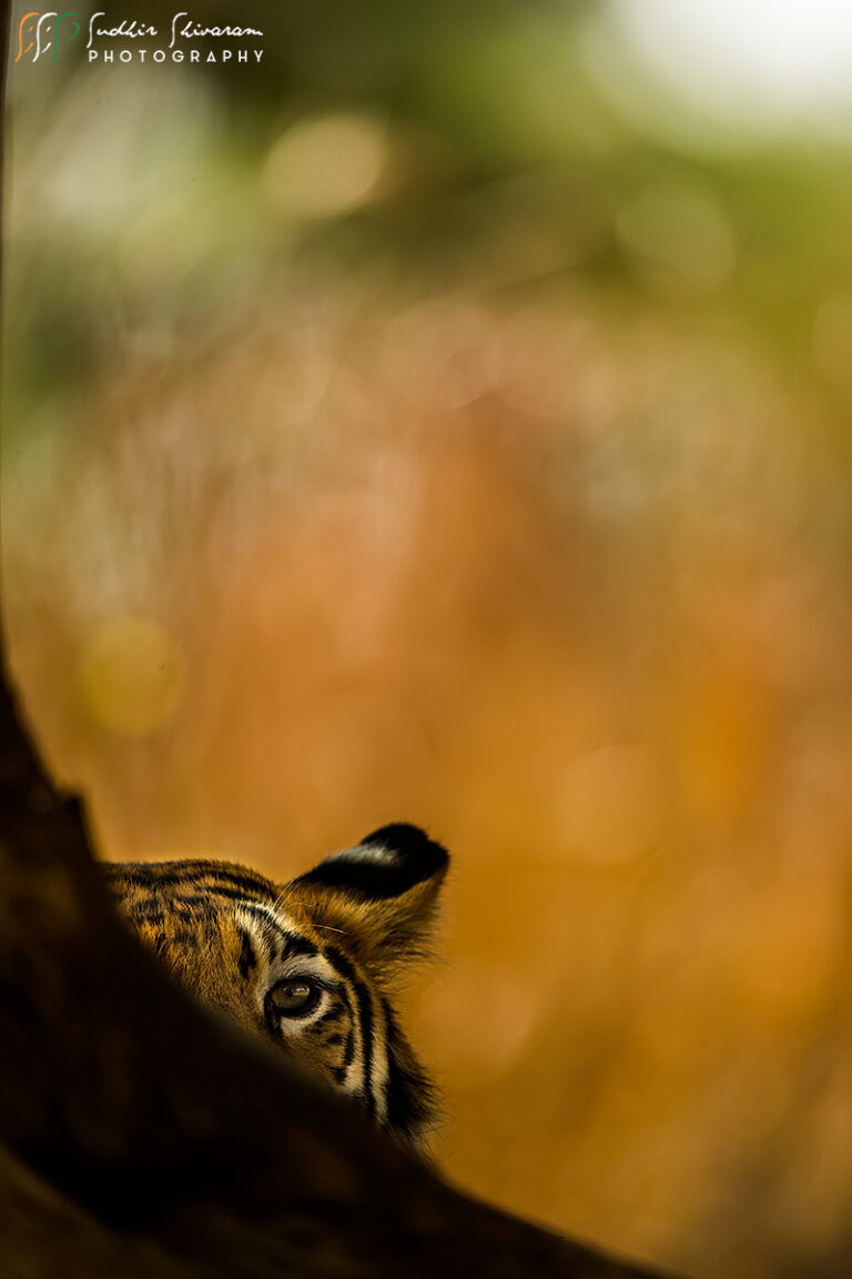 tadoba full day safari