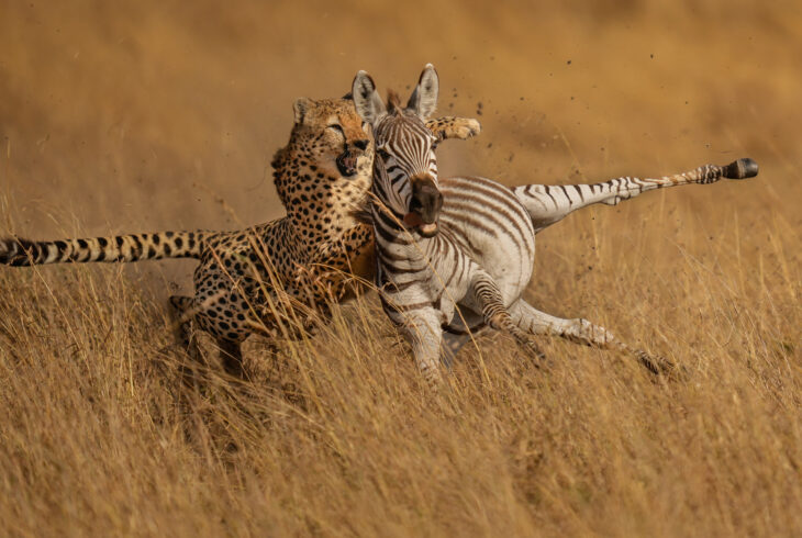 Masai Mara – The Hunt Edit